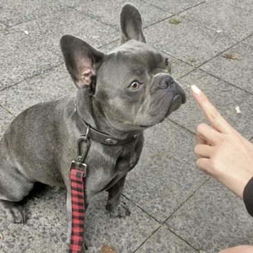 Hundetrainer Stefan Thal - "Lenni" - 1