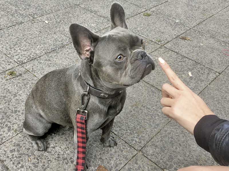 Bulldogge mischlinge französische Französische Bulldogge