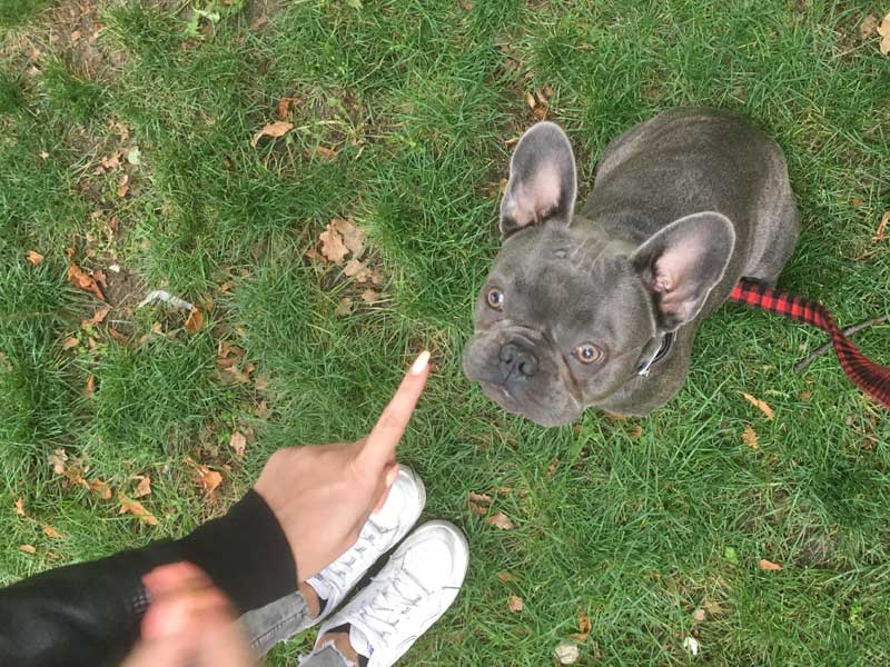 Franzosische Bulldogge Lenni Hundetrainer Stefan Thal