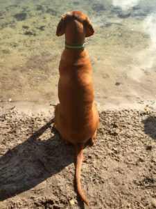 Hundetrainer Stefan Thal „agb" - 1