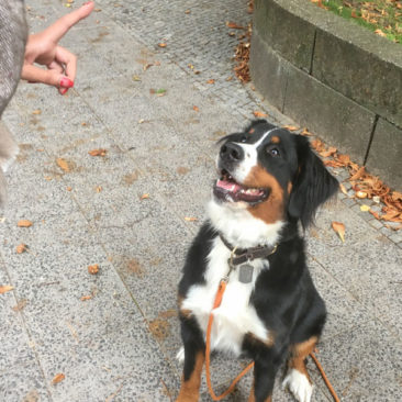 Hundetrainer Stefan Thal - "Thilda" - 1