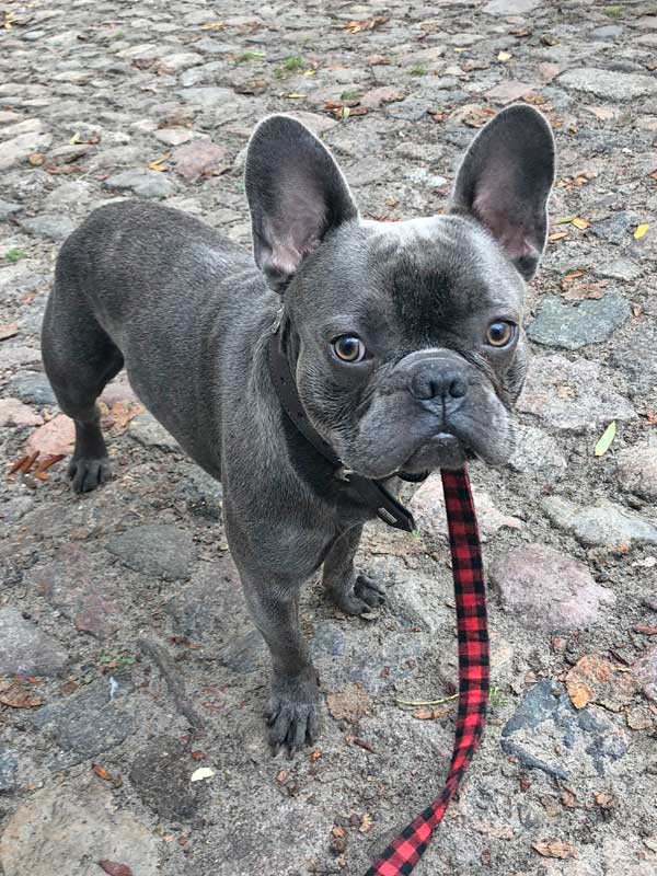 Franzosische Bulldogge Lenni Hundetrainer Stefan Thal