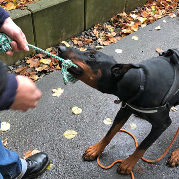 Hundetrainer Stefan Thal - Sven - 7