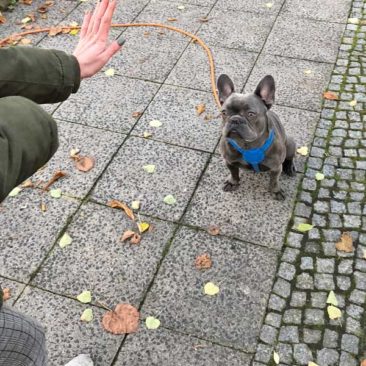 Hundetrainer Stefan Thal - "Lenni" - 3