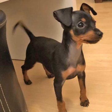 Hundetrainer Stefan Thal - "Lylo" - 1