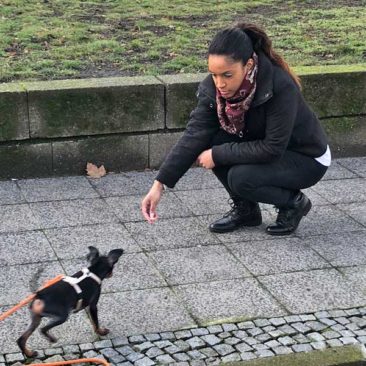 Hundetrainer Stefan Thal - "Lylo" - 1