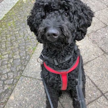 Hundetrainer Stefan Thal - "Bou Bou" - 3