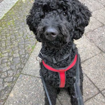 Hundetrainer Stefan Thal - "Bou Bou" - 3