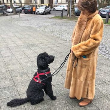 Hundetrainer Stefan Thal - "Bou Bou" - 2