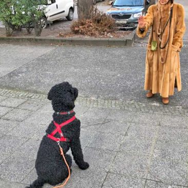 Hundetrainer Stefan Thal - "Bou Bou" - 1