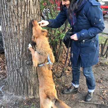 Hundetrainer Stefan Thal - "Pilu" - 2