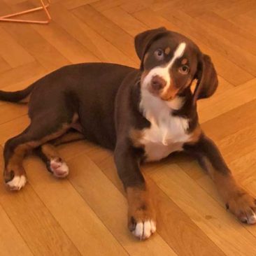Hundetrainer Stefan Thal „Frida-Sabine" - 1