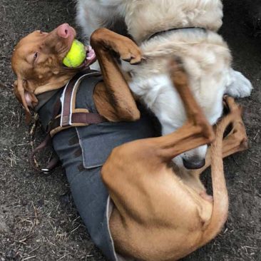 Hundetrainer Stefan Thal „dogwalking" - 37