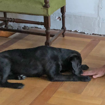 Hundetrainer Stefan Thal - "Curt+Lola" - 2