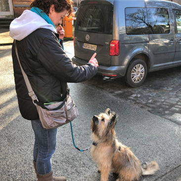 Hundetrainer Stefan Thal - "Loki" - 4