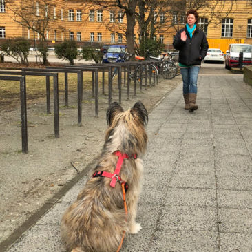 Hundetrainer Stefan Thal - "Loki" - 5