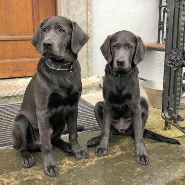 Hundetrainer Stefan Thal - "Curt+Lola" - 3