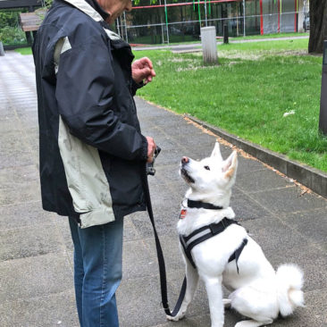 Hundetrainer Stefan Thal - "Pepsi" - 2