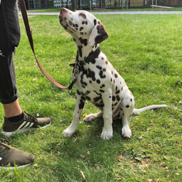 Hundetrainer Stefan Thal - "Coby" - 3