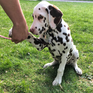 Hundetrainer Stefan Thal - "Coby" - 2