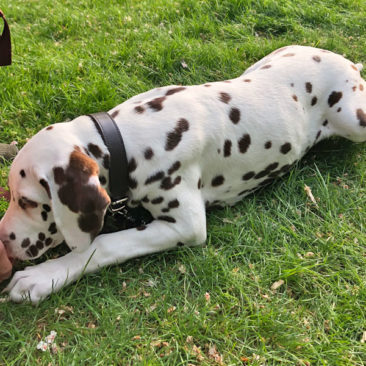 Hundetrainer Stefan Thal - "Coby" - 4