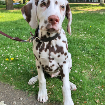 Hundetrainer Stefan Thal - "Coby" - 1