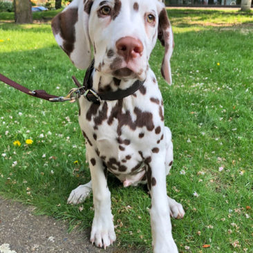 Hundetrainer Stefan Thal - "Coby" - 1
