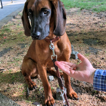 Hundetrainer Stefan Thal - "Bruno" - 2