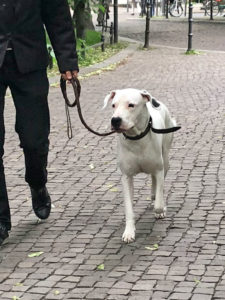 								 								 								 								 								 								 								 								 								 								 								 								 								 								 								 								 Hundetrainer Stefan Thal - Junghundetraining					 								 								 								 								 								 								 								 								 																																																				