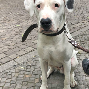 Hundetrainer Stefan Thal - "Roy" - 2