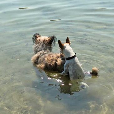 Hundetrainer Stefan Thal „dogwalking" - 41