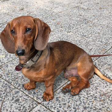 Hundetrainer Stefan Thal - "Filou" - 5