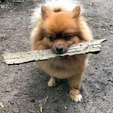 Hundetrainer Stefan Thal „dogwalking" - 40