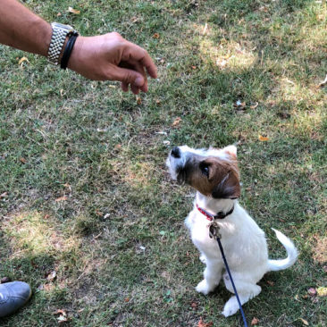 Hundetrainer Stefan Thal - "Fluffy" - 3