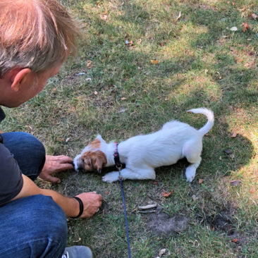 Hundetrainer Stefan Thal - "Fluffy" - 2