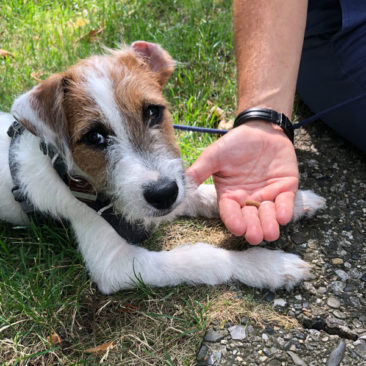 Hundetrainer Stefan Thal - "Fluffy" - 4