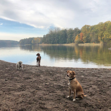 Hundetrainer Stefan Thal - Hundetrainer Stefan Thal - dogwalken - 46