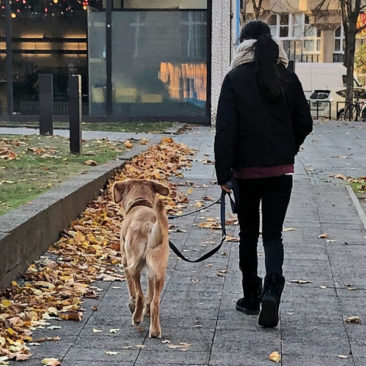 Hundetrainer Stefan Thal - "Straßentraining" - 5