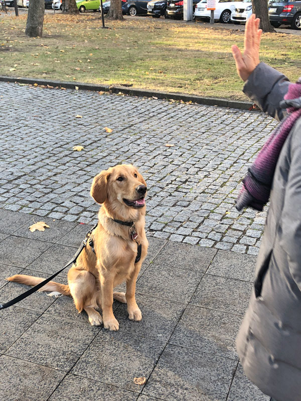 Hundetrainer Stefan Thal - "Pipo" - 1