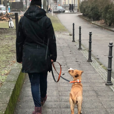 Hundetrainer Stefan Thal - "Straßentraining" - 3