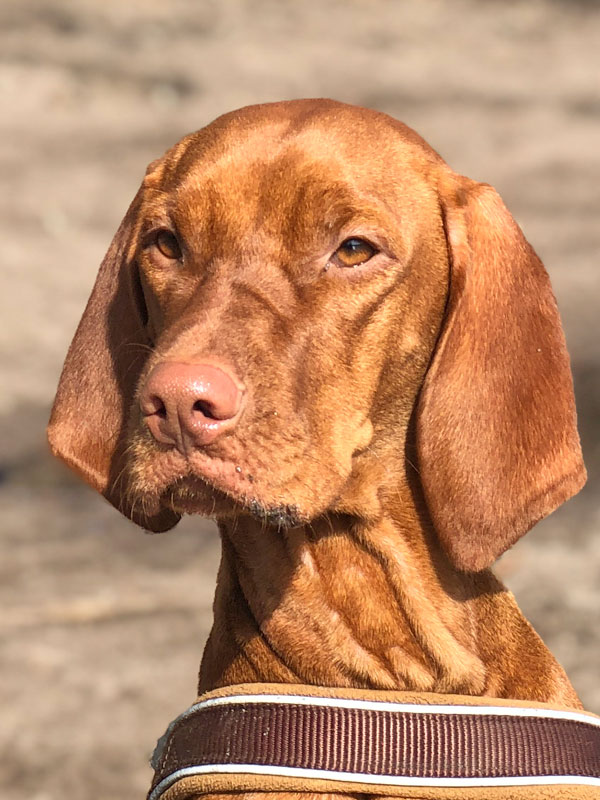 Hundetrainer Stefan Thal - "Ashoka" - 1