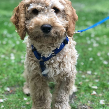 Hundetrainer Stefan Thal - "Teddy" - 6