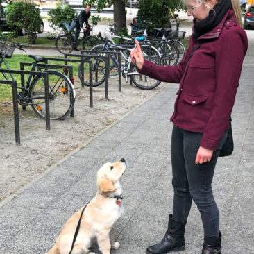 Hundetrainer Stefan Thal - "Klara" - 1