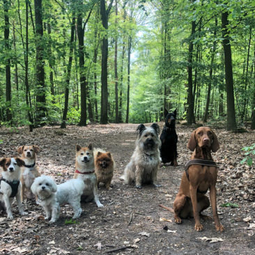 Hundetrainer Stefan Thal - 18Hundetrainer Stefan Thal „dogwalking" - 44