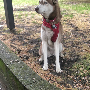 Hundetrainer Stefan Thal - "Bella" - 1