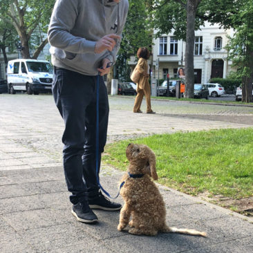 Hundetrainer Stefan Thal - "Teddy" - 5