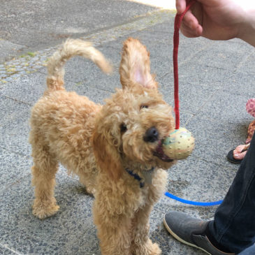 Hundetrainer Stefan Thal - "Teddy" - 2