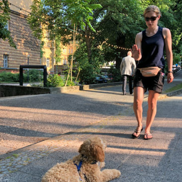 Hundetrainer Stefan Thal - "Teddy" - 3