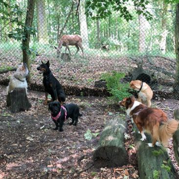 Hundetrainer Stefan Thal - Hundetrainer Stefan Thal - dogwalken - 48