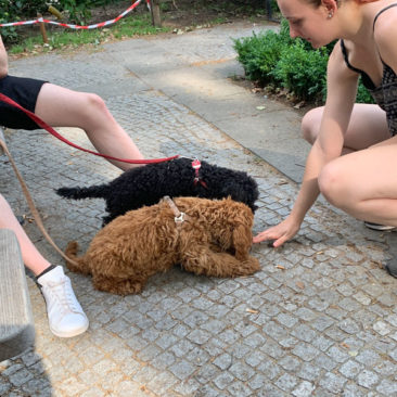 Hundetrainer Stefan Thal - "Muffin+Peanut" - 4